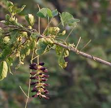 Common cow itch(Mucuna pruriens)